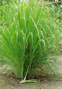 Cymbopogon citratus: Lemon grass plant