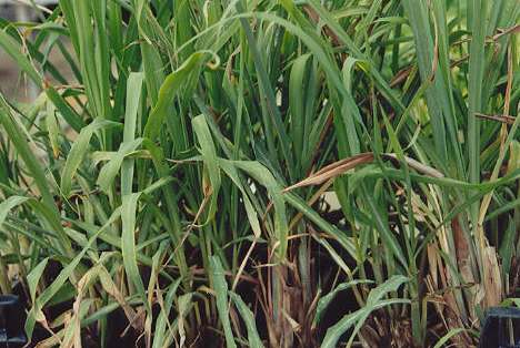 Cymbopogon citratus: Lemon grass